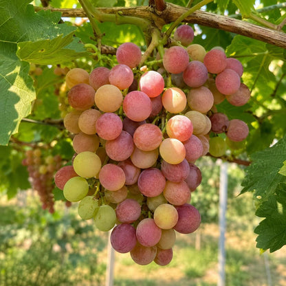 50pcs Perfect For Minimalist Garden Designs Grape Seeds Easy To Grow With Clean Neat Climbing Growth Habits
