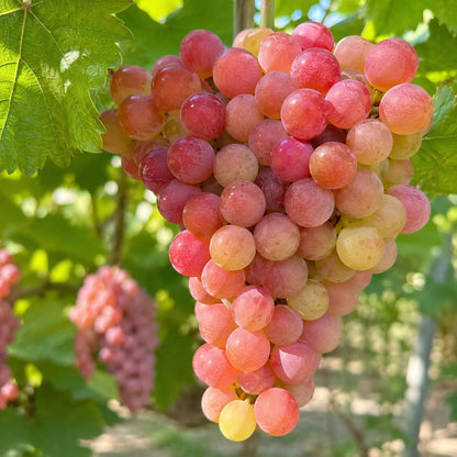 50pcs Perfect For Minimalist Garden Designs Grape Seeds Easy To Grow With Clean Neat Climbing Growth Habits