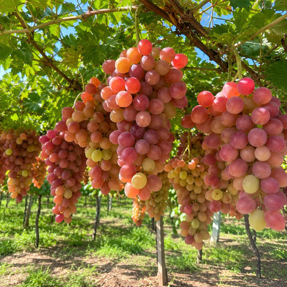50pcs Perfect For Minimalist Garden Designs Grape Seeds Easy To Grow With Clean Neat Climbing Growth Habits