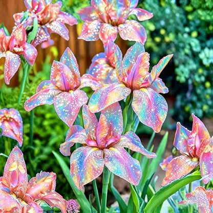 89Pcs Iris Seeds suitable for casual home gardening and long term border decorative layout