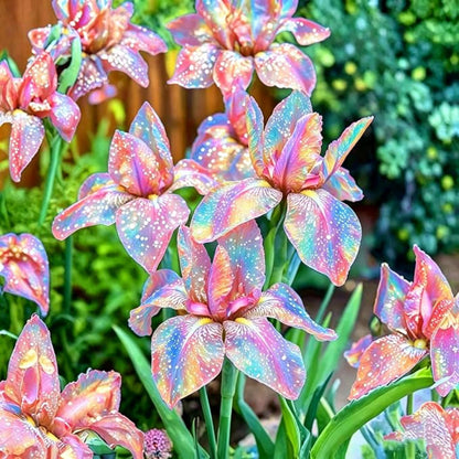 89Pcs Iris Seeds suitable for casual home gardening and long term border decorative layout
