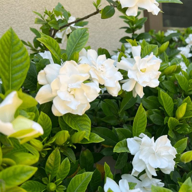 84Pcs Gardenia Seeds, Aromatic White Blooms Glossy Green Leaves, Home Garden Plant Seeds, Pollinator Friendly Attracts Butterflies Bees