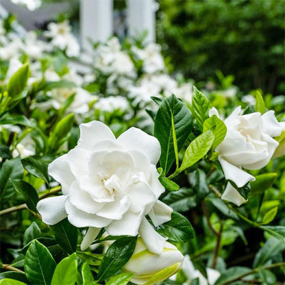 84Pcs Gardenia Seeds, Aromatic White Blooms Glossy Green Leaves, Home Garden Plant Seeds, Pollinator Friendly Attracts Butterflies Bees