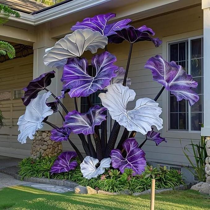 100Pcs Elephant Ear Seeds pair well with low ornamental plantings to enrich multi layered yard landscape structure