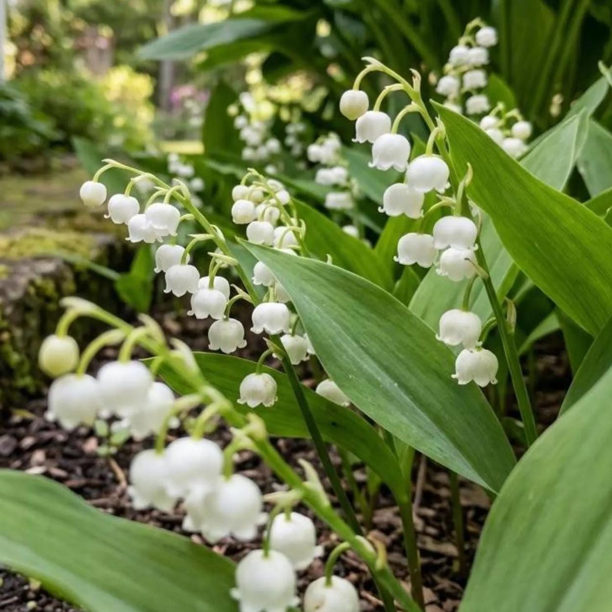 150Pcs Lily of The Valley Seeds Made for home planting create soft delicate flower ornamental accents across shaded patio, yard and garden areas