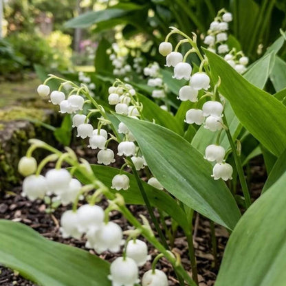 150Pcs Lily of The Valley Seeds Made for home planting create soft delicate flower ornamental accents across shaded patio, yard and garden areas