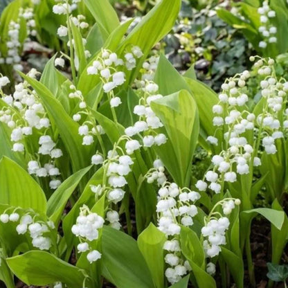 150Pcs Lily of The Valley Seeds Made for home planting create soft delicate flower ornamental accents across shaded patio, yard and garden areas