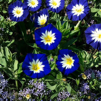 100pcs Dwarf Morning Glory Seeds Convolvulus Tricolor Compact Blue Flowers Pollinator Garden Non GMO