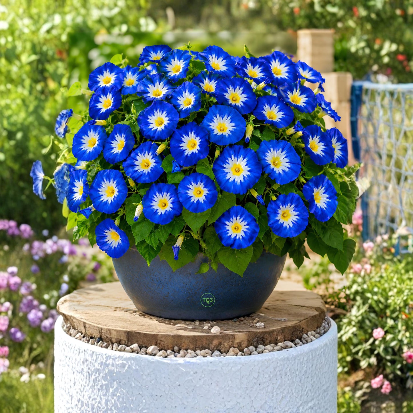 100pcs Dwarf Morning Glory Seeds Convolvulus Tricolor Compact Blue Flowers Pollinator Garden Non GMO