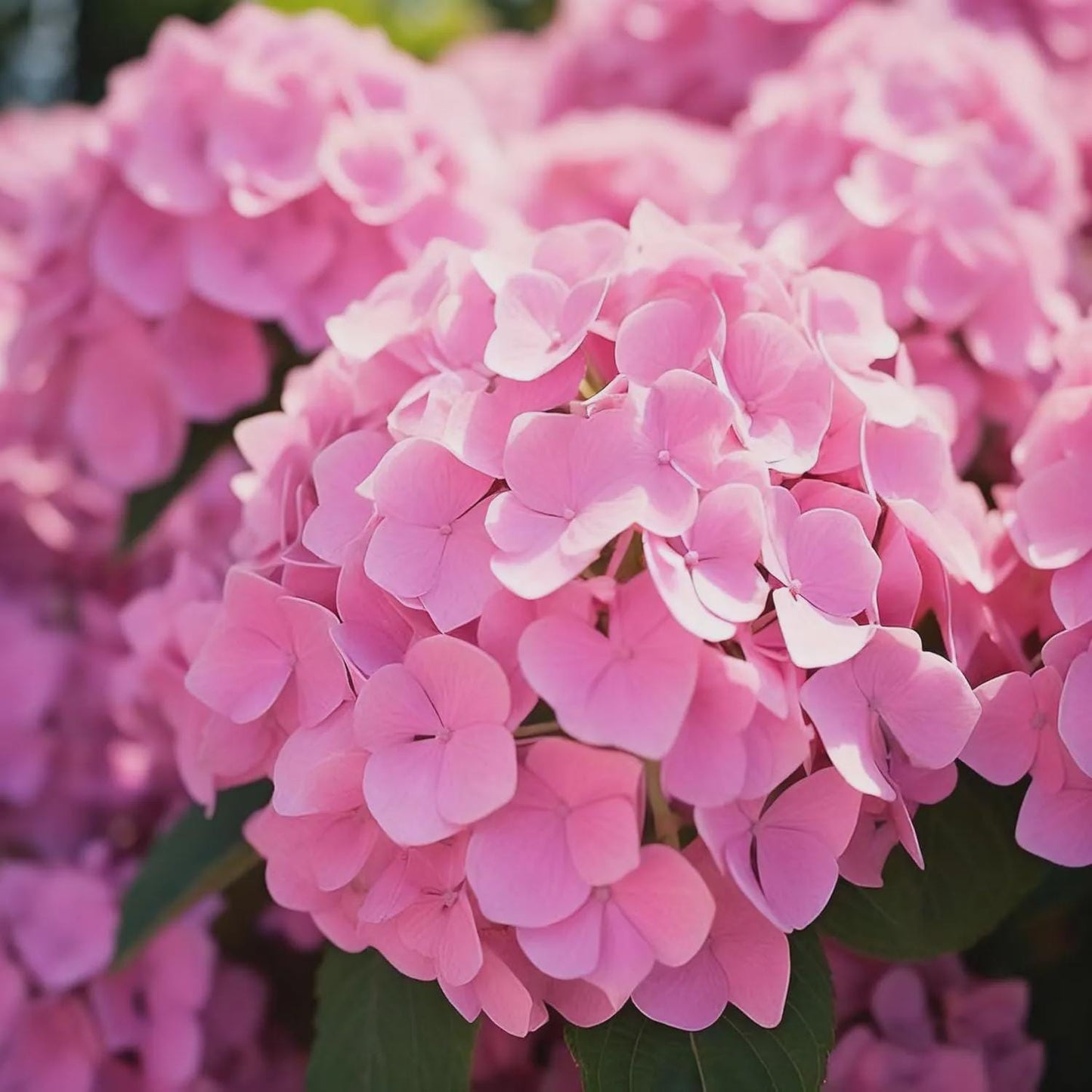 50pcs Mixed Hydrangea Seeds Perennial Flower Seeds Heirloom Color-Changing Blooms