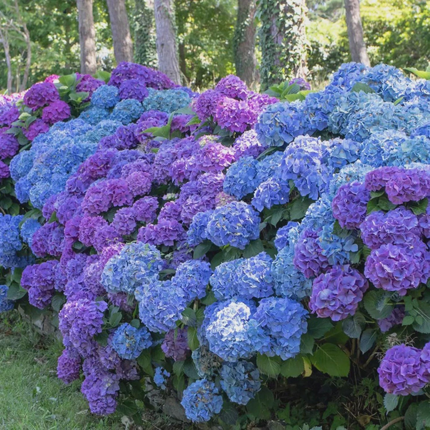 50pcs Mixed Hydrangea Seeds Perennial Flower Seeds Heirloom Color-Changing Blooms