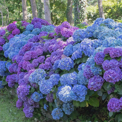 50pcs Mixed Hydrangea Seeds Perennial Flower Seeds Heirloom Color-Changing Blooms