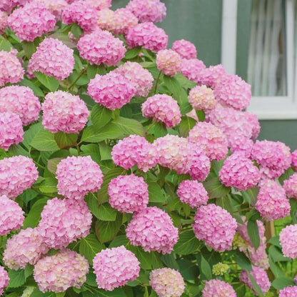 50pcs Mixed Hydrangea Seeds Perennial Flower Seeds Heirloom Color-Changing Blooms