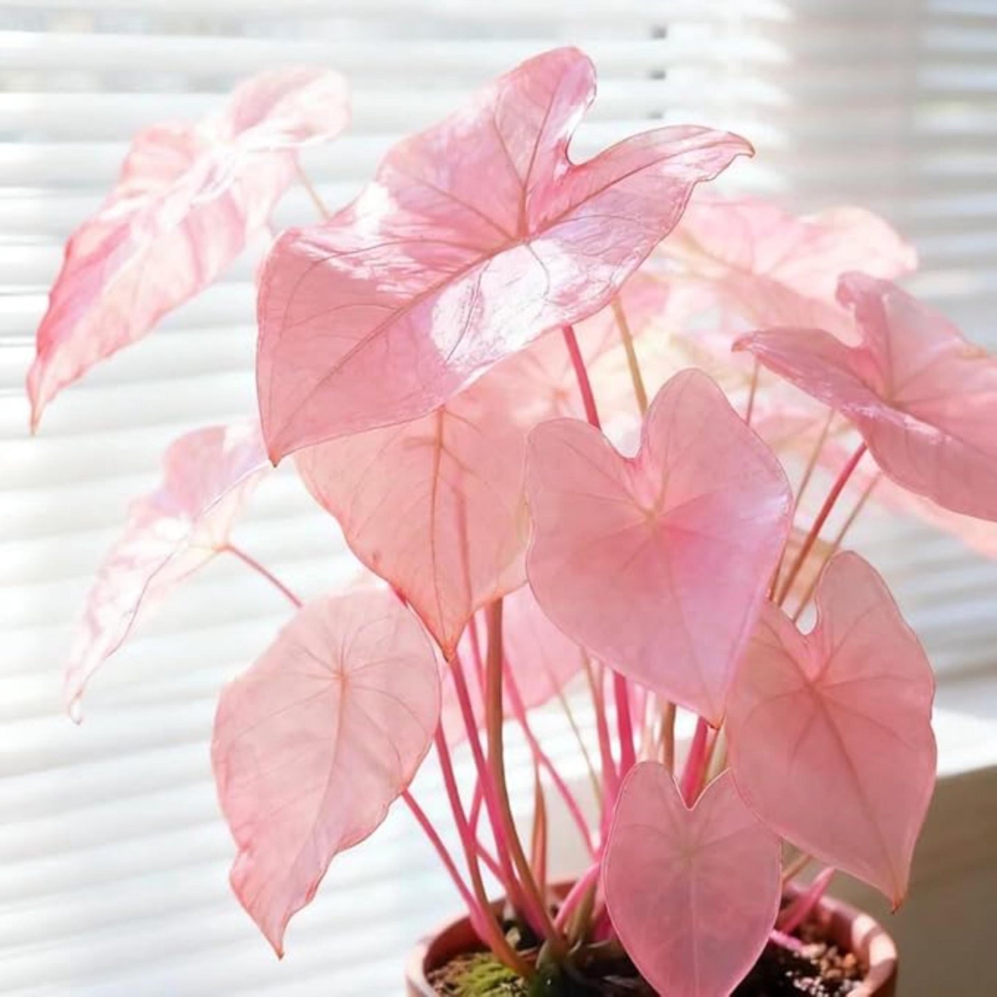 80Pcs Caladium Bicolor Seeds maintain steady foliage growth under controlled indoor and sheltered outdoor seasonal conditions