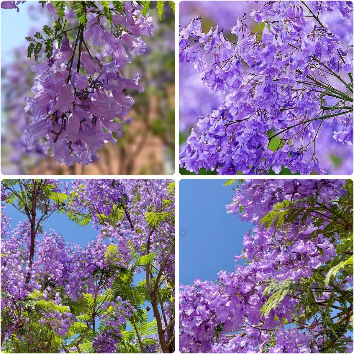 50pcs Dependable Landscape Shade Quick Growing Jacaranda with Jacaranda Tree Seeds
