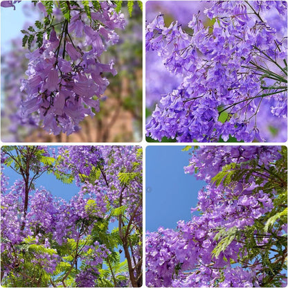 50pcs Dependable Landscape Shade Quick Growing Jacaranda with Jacaranda Tree Seeds