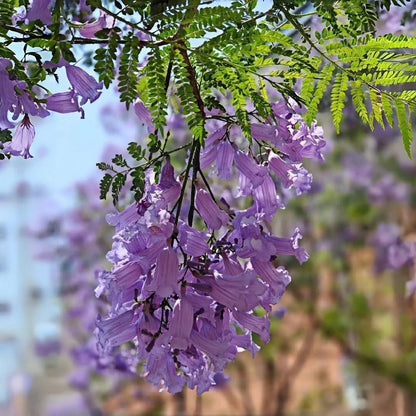 50pcs Dependable Landscape Shade Quick Growing Jacaranda with Jacaranda Tree Seeds
