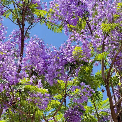 50pcs Dependable Landscape Shade Quick Growing Jacaranda with Jacaranda Tree Seeds