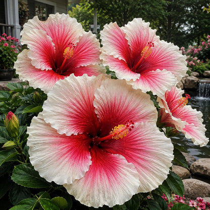 100pcs Giant Hibiscus Seeds, Huge Dinner Plate Hibiscus, Perennial Flower Seeds, Long Blooming Garden Plan