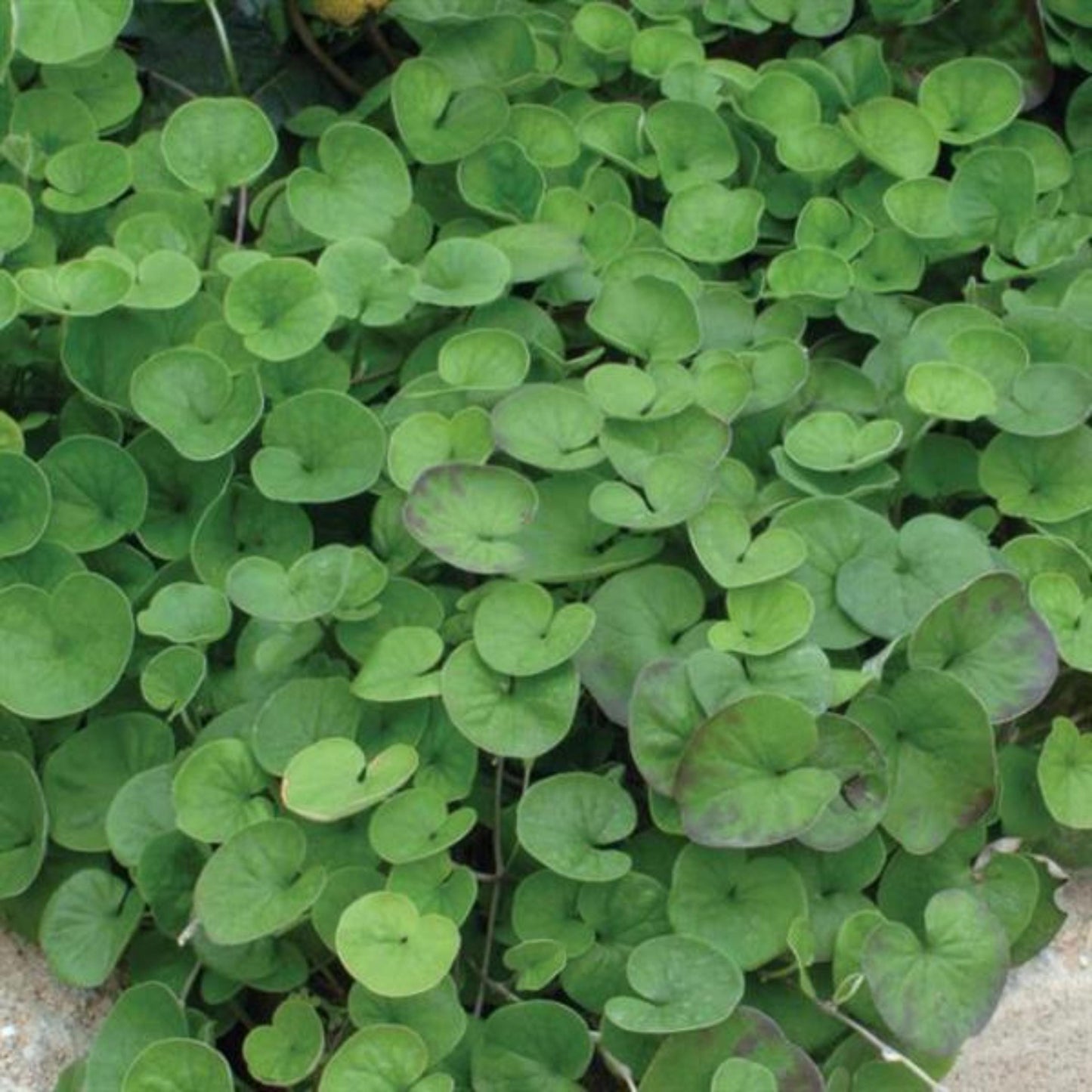 300pcs Dichondra Seeds Creeping Ground Cover For Lawn And Yard