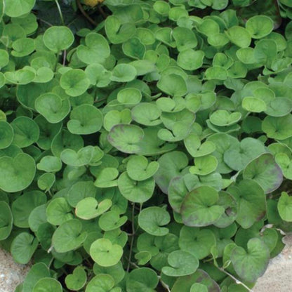 300pcs Dichondra Seeds Creeping Ground Cover For Lawn And Yard