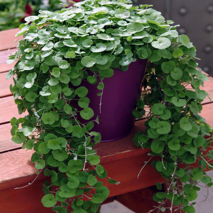 300pcs Dichondra Seeds Creeping Ground Cover For Lawn And Yard