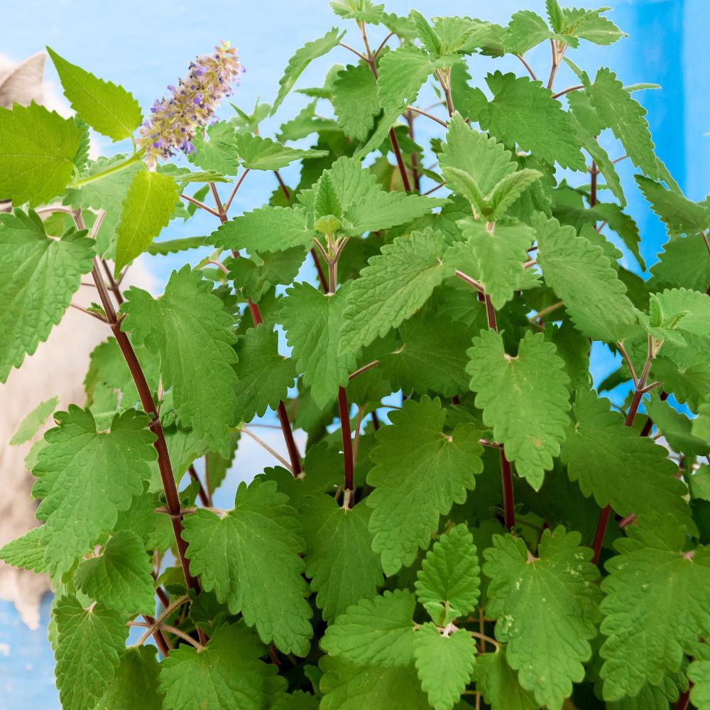 782Pcs Catnip Seeds Suitable for planting form neat mounded foliage clumps ideal for yard edging, bed filling and landscape accent layout