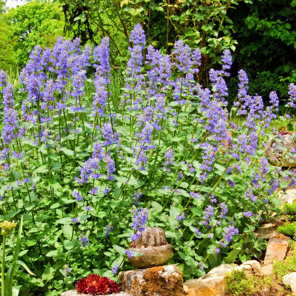 782Pcs Catnip Seeds Suitable for planting form neat mounded foliage clumps ideal for yard edging, bed filling and landscape accent layout
