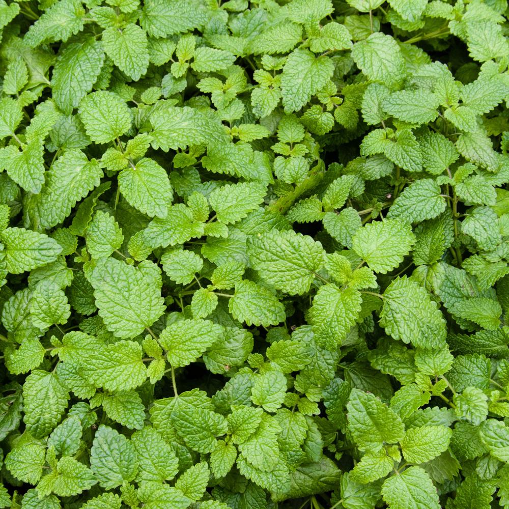 782Pcs Catnip Seeds Suitable for planting form neat mounded foliage clumps ideal for yard edging, bed filling and landscape accent layout