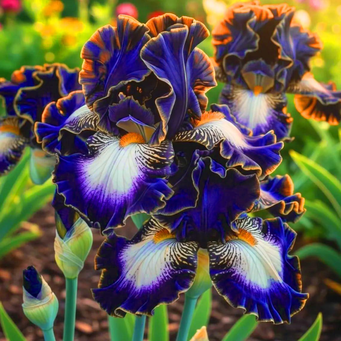 88Pcs Mix Iris Seeds Designed for planting feature upright seasonal blooming habit for permanent garden landscape arrangement