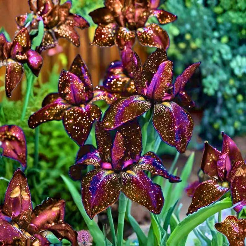 88Pcs Mix Iris Seeds Designed for planting feature upright seasonal blooming habit for permanent garden landscape arrangement
