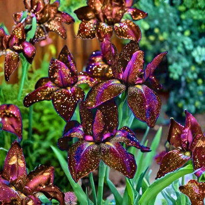 88Pcs Mix Iris Seeds Designed for planting feature upright seasonal blooming habit for permanent garden landscape arrangement