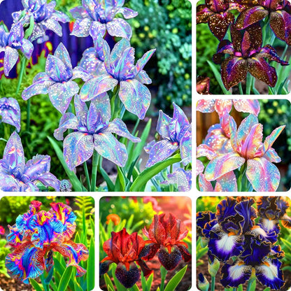88Pcs Mix Iris Seeds Designed for planting feature upright seasonal blooming habit for permanent garden landscape arrangement