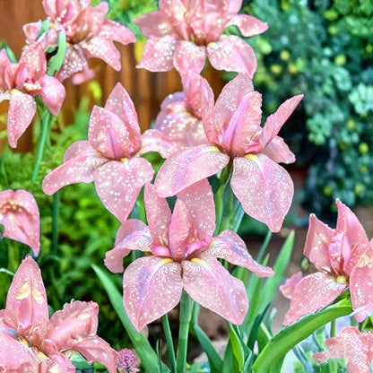 88Pcs Mix Iris Seeds Designed for planting feature upright seasonal blooming habit for permanent garden landscape arrangement