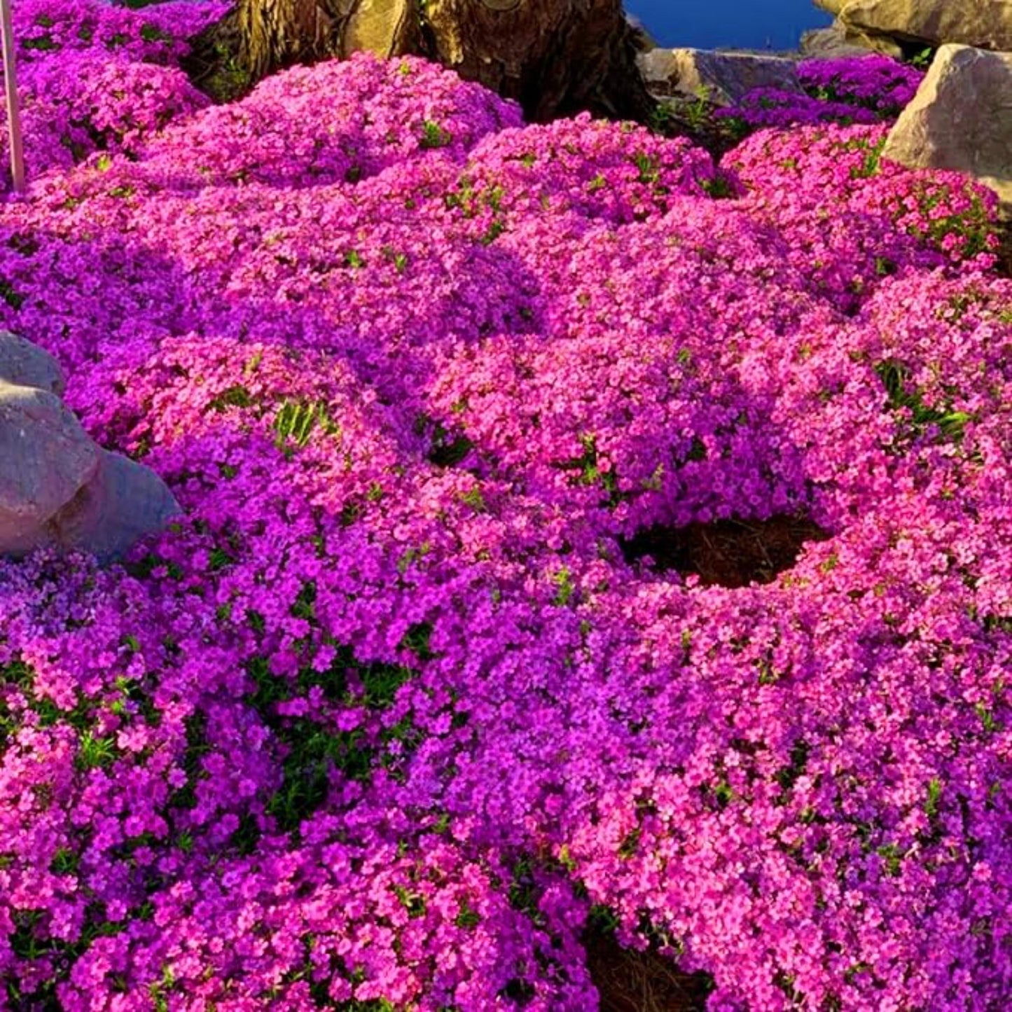 500Pcs Creeping Thyme Seeds for home planting create soft natural transition between stone pavement and garden greenery