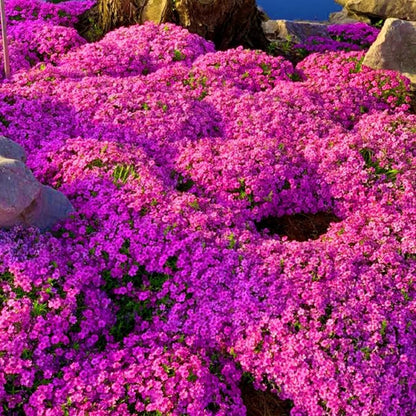 500Pcs Creeping Thyme Seeds for home planting create soft natural transition between stone pavement and garden greenery