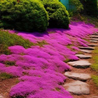 500Pcs Creeping Thyme Seeds for home planting create soft natural transition between stone pavement and garden greenery