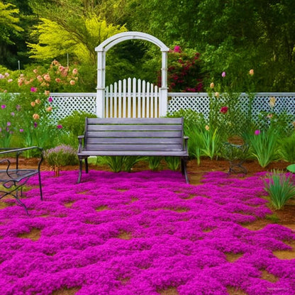 500Pcs Creeping Thyme Seeds for home planting create soft natural transition between stone pavement and garden greenery