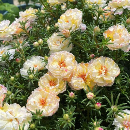 900Pcs Moss Rose Seeds Perfect for beginner planting to fill blank ground areas with charming blooming clusters