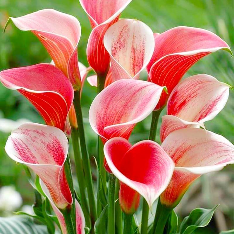 100pcs Mixed Calla Lily Seeds | Heirloom Garden Blooms, Assorted Colors