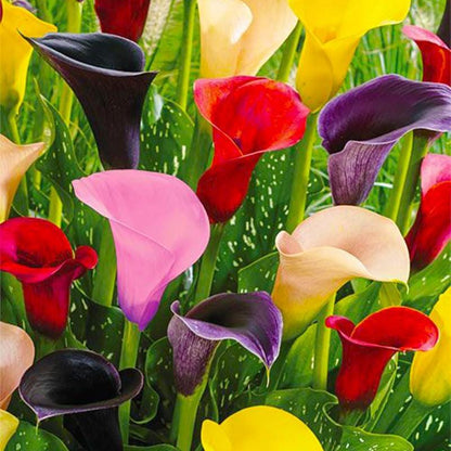 100pcs Mixed Calla Lily Seeds | Heirloom Garden Blooms, Assorted Colors