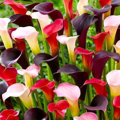 100pcs Mixed Calla Lily Seeds | Heirloom Garden Blooms, Assorted Colors