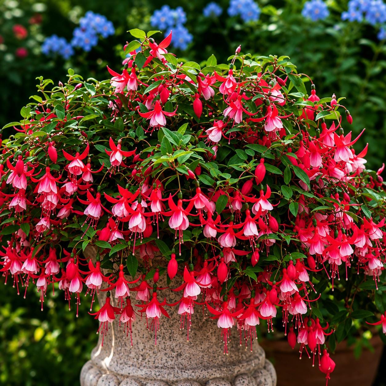 100pcs Hanging Basket Fuchsia Seeds for Planting, Heirloom Fuchsia Flower Seeds, Shade Loving Hanging Flowers, Patio Container Garden Seeds