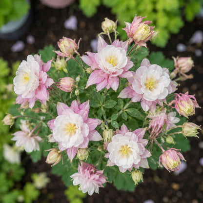 200pcs Double Pink White Columbine Perennial Garden decoration Non GMO
