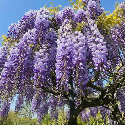 10pcs Lush Growing Pollinator Wisteria for Garden with Wisteria Seeds
