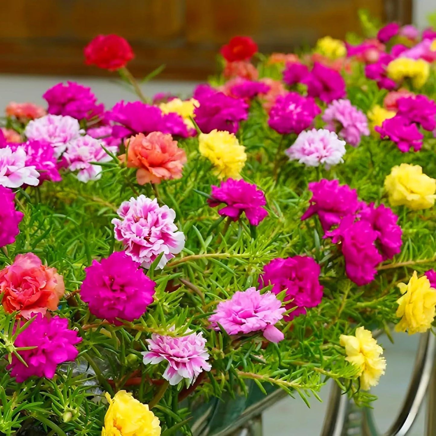 950Pcs Moss Rose Seeds perfect for layered rock garden and path side decorative design