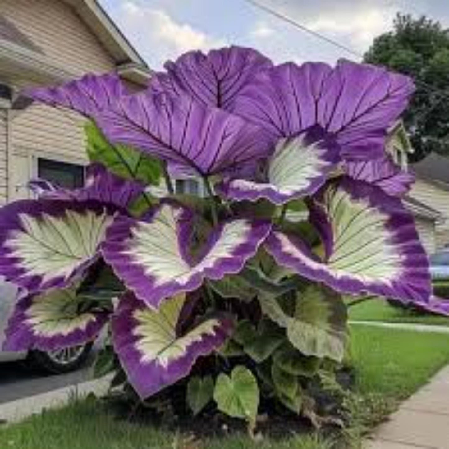 74Pcs Large Elephant Ear Seeds Hardy Tropical Foliage Plant