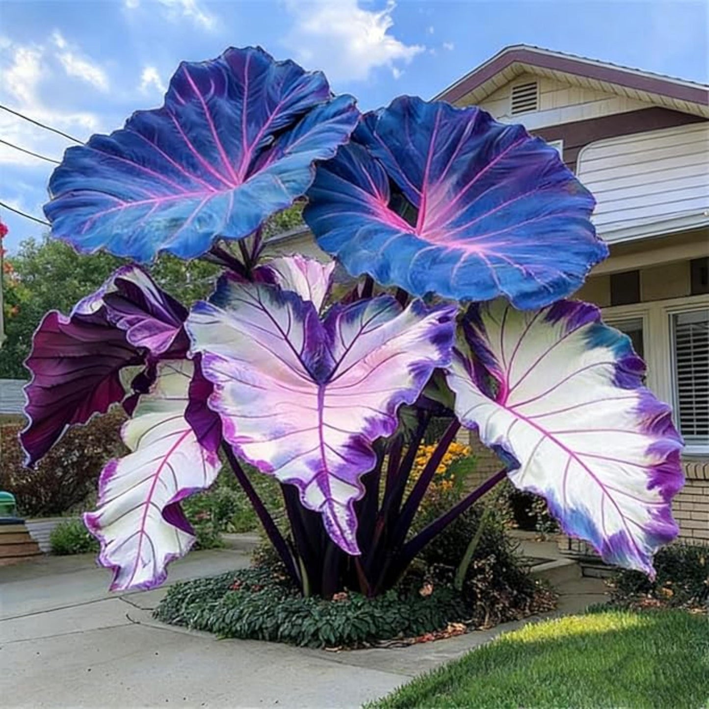 74Pcs Large Elephant Ear Seeds Hardy Tropical Foliage Plant