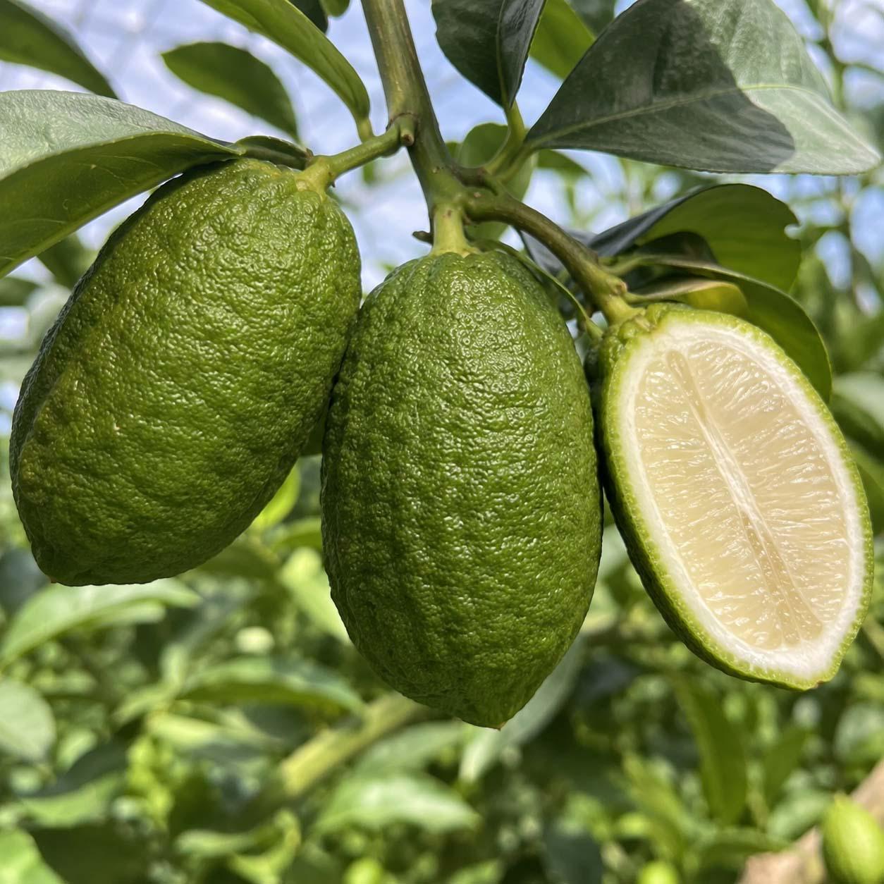 30pcs Perfume Lemon Tree seeds Non GMO outdoor garden planting