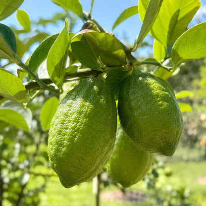30pcs Perfume Lemon Tree seeds Non GMO outdoor garden planting